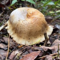 <i>Pleurotus giganteus</i> (Berk.) Karun. & K.D.Hyde